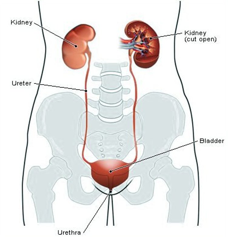 Anatomy of urinary tract
