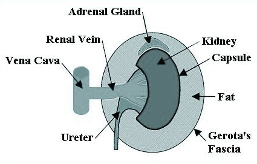 kidney anatomy