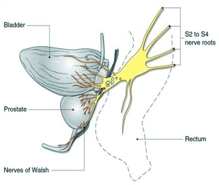 prostate nerve roots